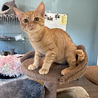 adopt a pet