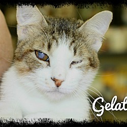 Thumbnail photo of Gelato #1