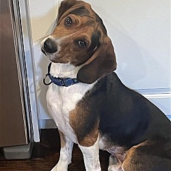 Photo of Copper