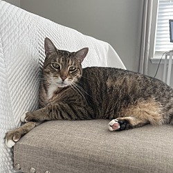 Photo of Cesar (declawed)