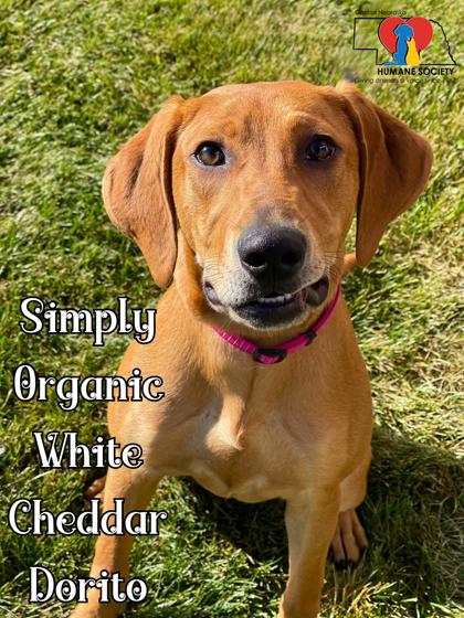Photo of Simply Organic White Cheddar Dorito