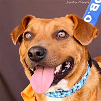 adopt a pet