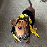 adopt a pet