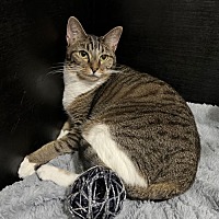 adopt a pet