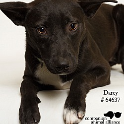 Thumbnail photo of Darcy  (Foster) #2