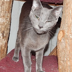 Thumbnail photo of LAPIS - LOVELY RUSSIAN BLUE #4