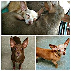 Thumbnail photo of Pebbles and Penny -BONDED PAIR #1