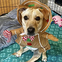 adopt a pet