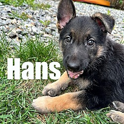 Photo of Puppy Hedwig Hans