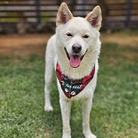adopt-pet