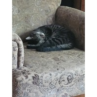 adopt-pet