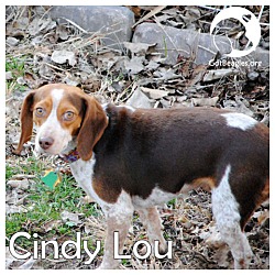 Thumbnail photo of Cindy Lou #1