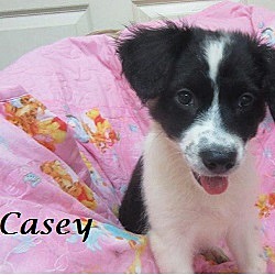 Thumbnail photo of Casey #2