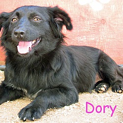 Thumbnail photo of Dory #2