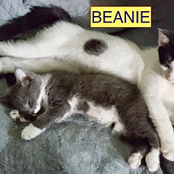 Thumbnail photo of Beanie-new home w. Porkie 9-09 #2