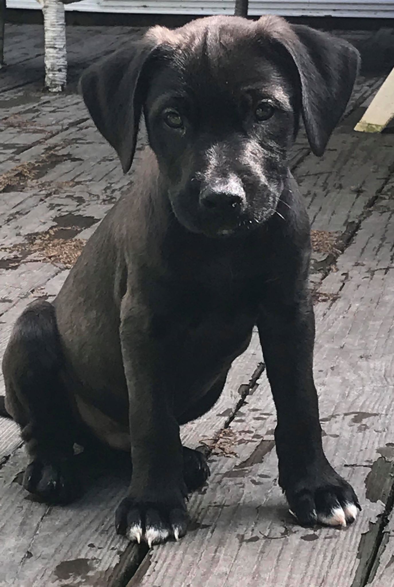 black panther puppy