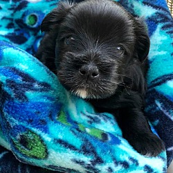 Photo of Black pup White Chin