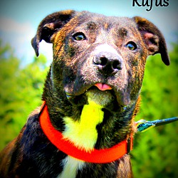 Thumbnail photo of Rufus ~ meet me! #4