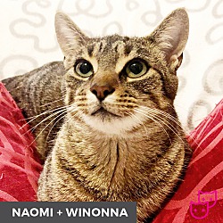 Thumbnail photo of Naomi (bonded with Winona) #1