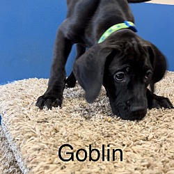 Photo of Goblin