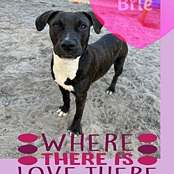 Photo of Brie - Adoption Fee Grant Eligible!