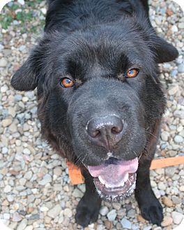 james wellbeloved grain free lamb and vegetable