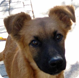 baby german shepherd mix