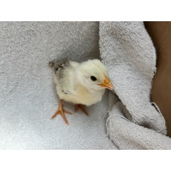 Photo of CHICK 3