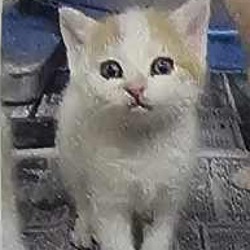 Photo of Anthrax Cat UT