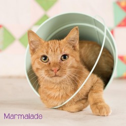 Thumbnail photo of Marmalade #1