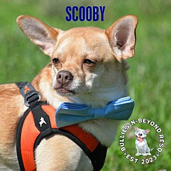 Thumbnail photo of Scooby #4