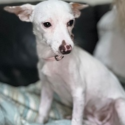 Thumbnail photo of Snow-Little Chi Mama #3