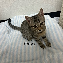 Thumbnail photo of Onyx #2