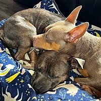 adopt a pet