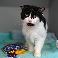 adopt a pet