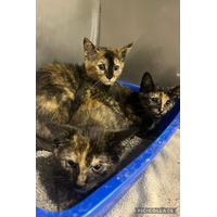 adopt-pet