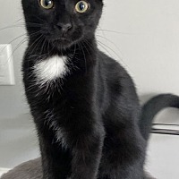 adopt-pet
