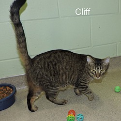 Thumbnail photo of Cliff #3