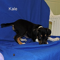 Thumbnail photo of Kale #3