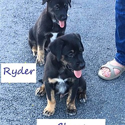 Thumbnail photo of Ryder #2