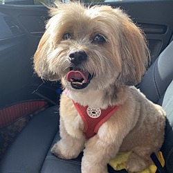 Photo of Mushu