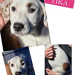 Photo of TIKA