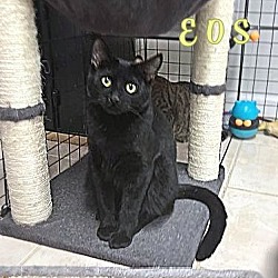 Bombay Kittens and Cats in Maryland - Buy or Adopt