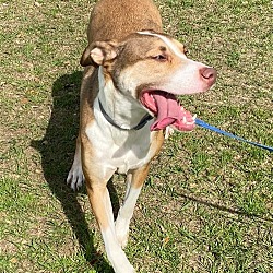 Photo of Sammy - Smart AND Handsome!