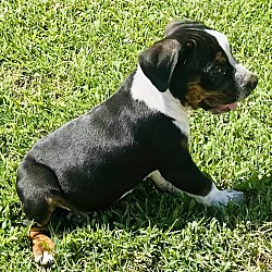 Thumbnail photo of Tyson #3
