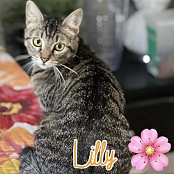 Thumbnail photo of Lily (bonded to Rose) #2
