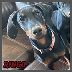 Photo of Ringo