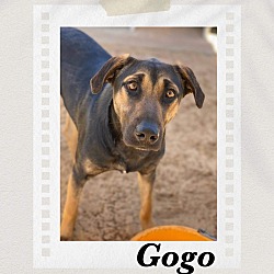 Thumbnail photo of Gogo #1