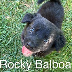 Thumbnail photo of Rocky Balboa #3