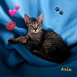 Thumbnail photo of Axle #2